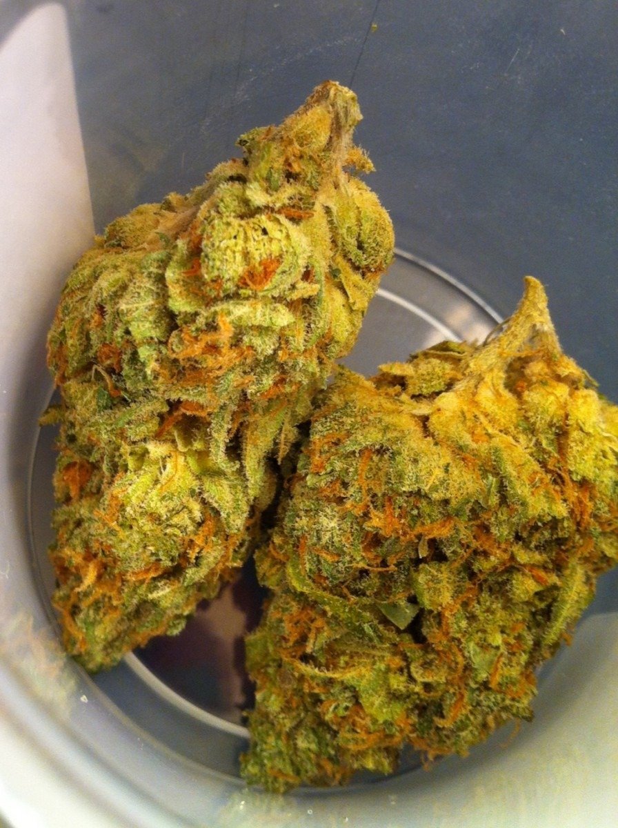 Girl Scout Cookies Strain