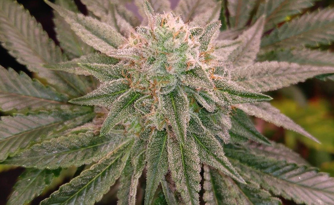 Gorilla Cookies â Fine Detail Greenway